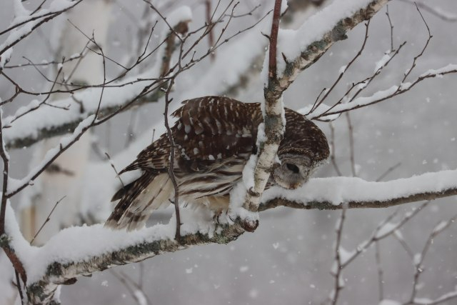Barred Owl (Strix varia) x.