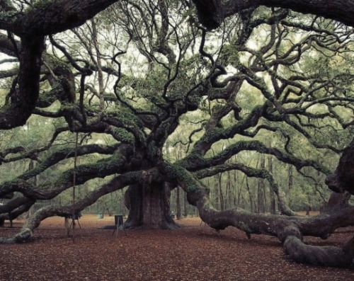 miamaimania:
Guardian of the South: The Majestic Angel Oak of...