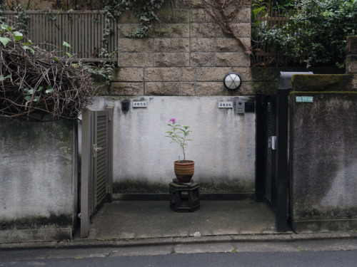 dai-mori:
Higashiyama, Meguro, Tokyo / JUN 2023