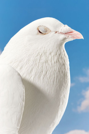 playburo:
http://www.philotheusnisch.com