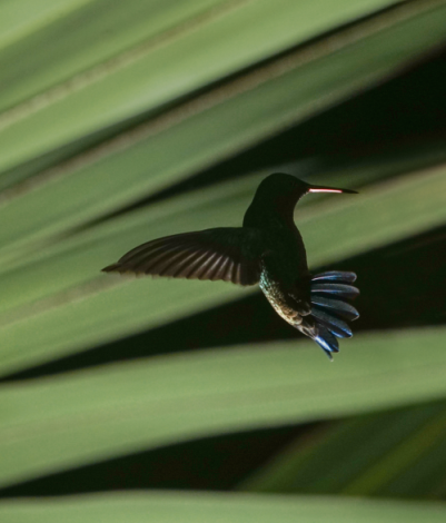 playburo:
Tonje Thilesen