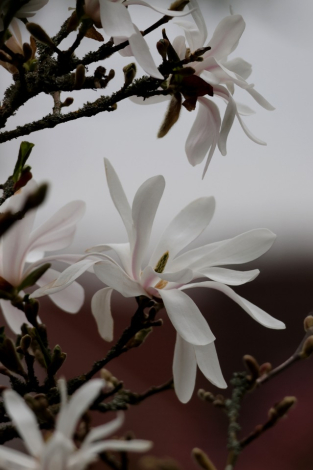 Star Magnolia (Magnolia Stellata)